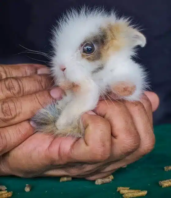 Jeune lapin au poil doux tenu avec précaution dans les mains