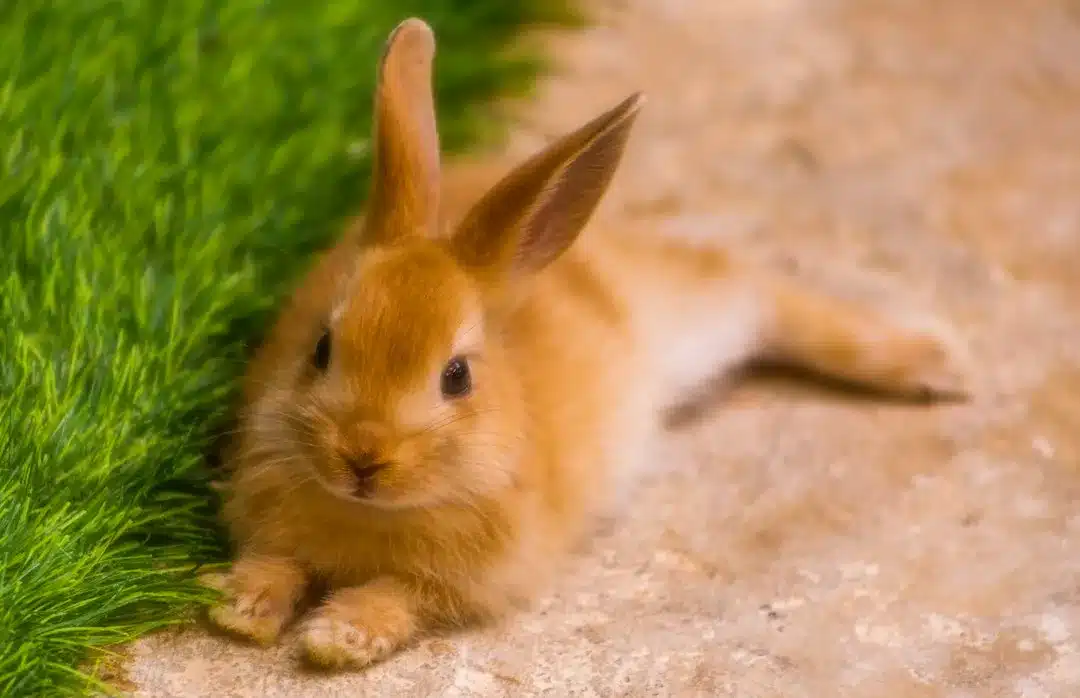 Lapin roux au pelage soyeux allongé au calme